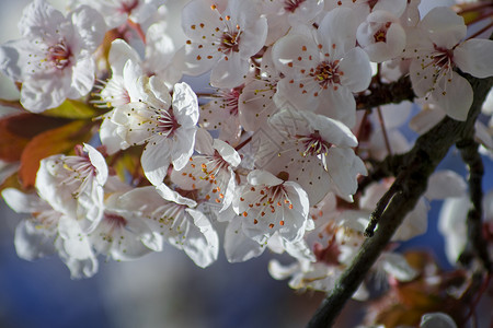 果园里开花的樱桃背景图片