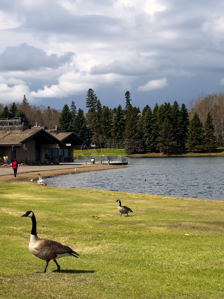 公园里的加拿大鹅图片