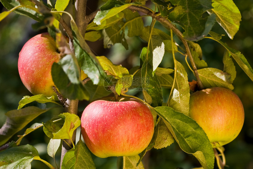 苹果种植食物饮食甜点水果营养图片