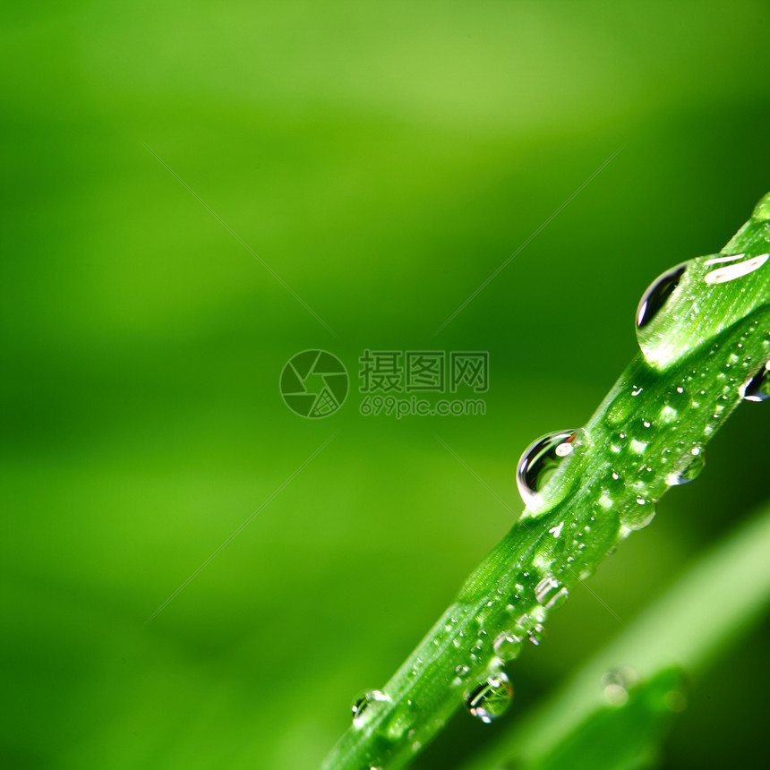 大水滴刀刃雨滴草地液体叶子宏观植物草本植物阳光环境图片