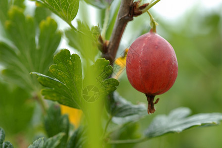 鹅莓浆果多刺红色花园衬套灌木高清图片
