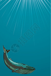 太平洋水下鲸鱼气孔野生动物插图迁移飞鼠生活鲸类水平座头鲸海洋插画