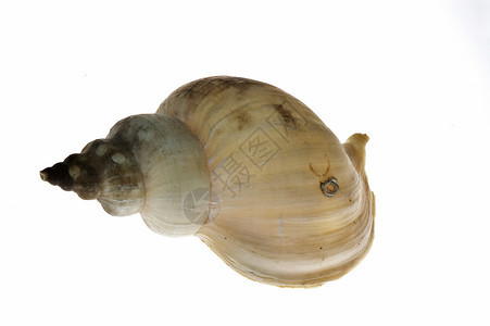 贝壳牌贝类蜗牛动物群白色海洋背景图片