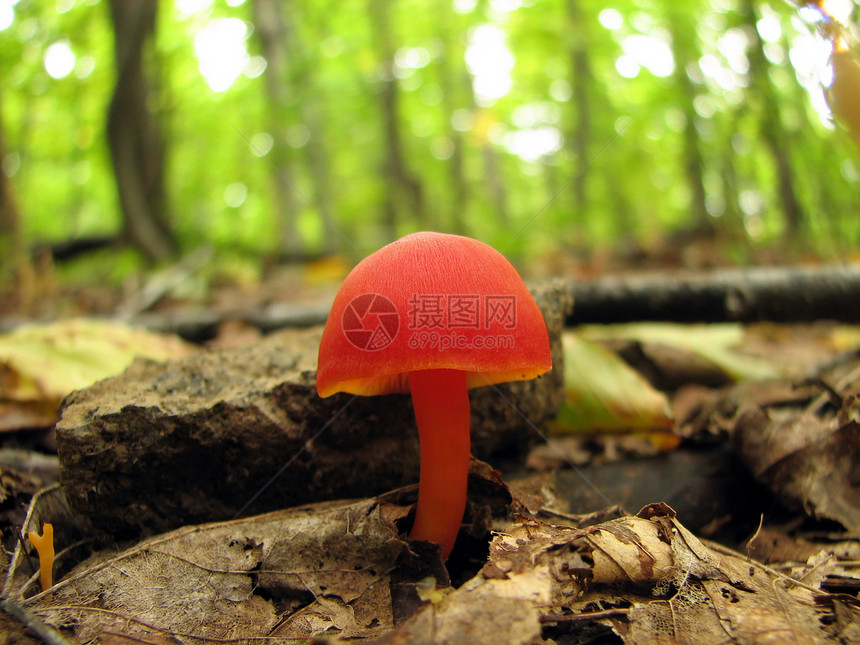 闪亮的红蘑菇图片