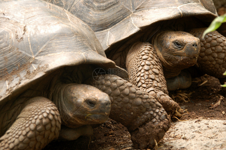 加拉帕帕戈斯野生动物保护乌龟食草棕色动物图片