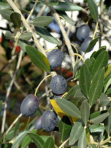 茁壮的橄榄树橄榄树天空植物收成蓝色水果背景