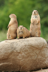 岩石上的草原狗警报土拨鼠动物园动物地鼠棕色背景图片