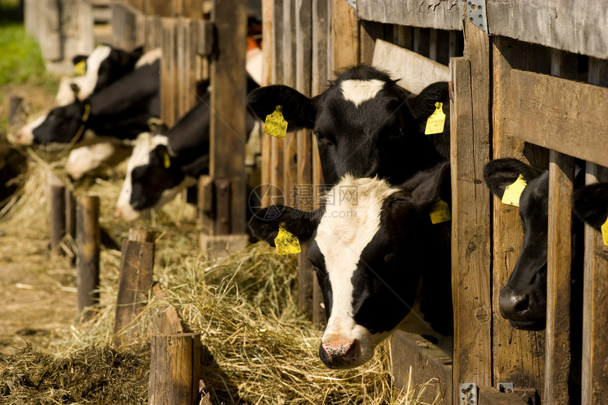 喂养地点的牛哺乳动物食物稻草好奇心农场鼻子牛奶乡村牧场白色图片
