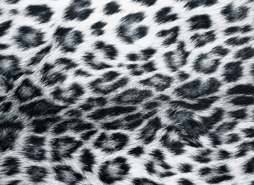 豹皮皮肤衣服设计师绒毛织物打印纺织品毛皮野生动物外套哺乳动物图片