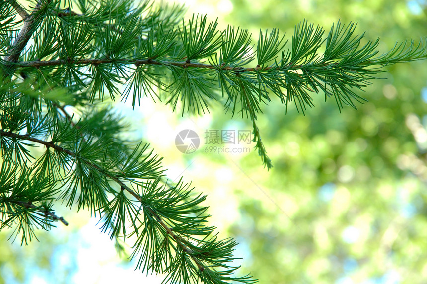 紧身小分队植物群棕色森林小枝绿色木头针叶树云杉图片