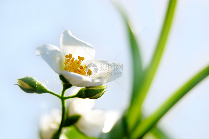 茉莉花园艺茉莉香味温泉季节性香水蓝色白色图片