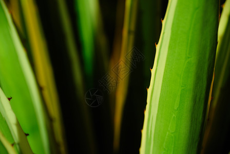 仙地曲线动植物植物绿色区系背景图片