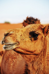 骆驼动物哺乳动物荒野动植物沙漠沙丘背景图片