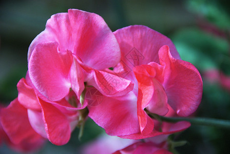 甜豆梨香味粉色花园背景图片