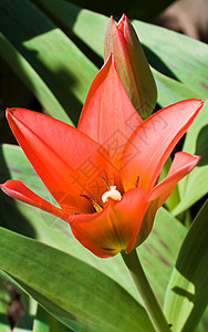 红色郁金图植物宏观植物群植物学花瓣郁金香背景图片