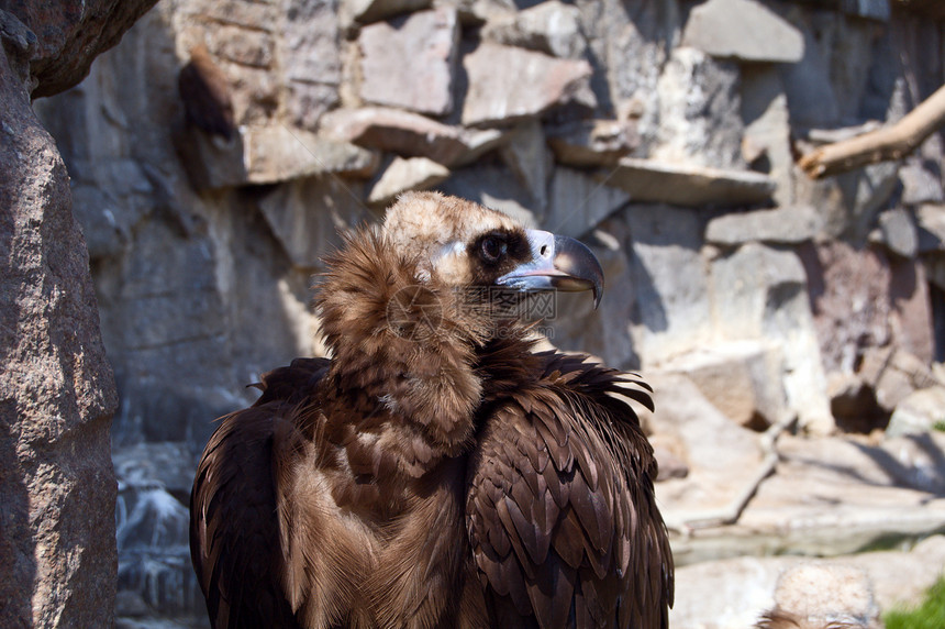 格里丰秃鹰荒野野生动物猎人岩石清道夫羽毛食肉捕食者猎物动物园图片