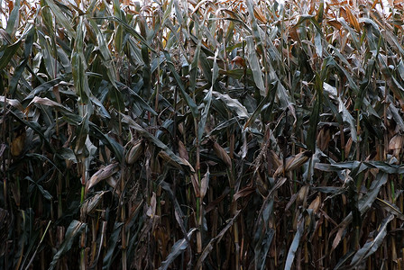 玉米作物食物棒子农场收成季节场地蔬菜植物背景图片