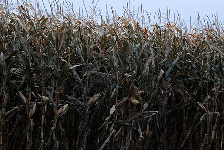 玉米作物农场棒子收成植物季节场地蔬菜背景图片