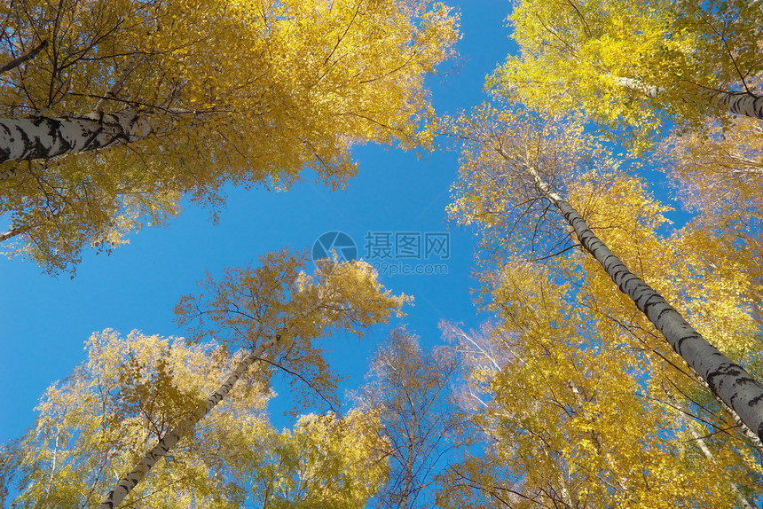 秋叶城市叶子天气阳光风景黄色环境天空土地太阳图片
