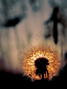 日落时的丹德利翁天空橙子尿布草地植物太阳刀刃背景图片
