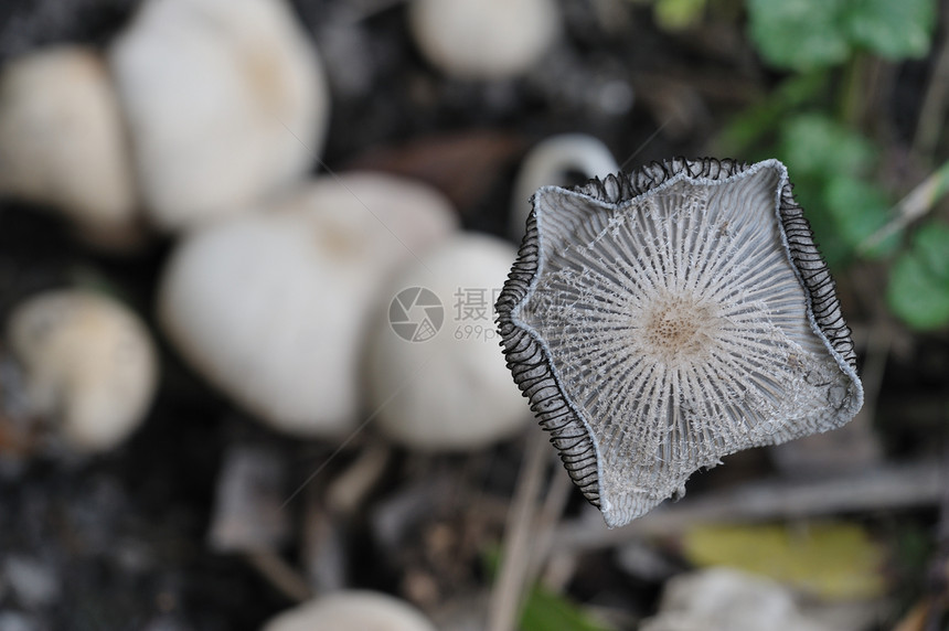 蘑菇特写棕色季节性植物森林菌类季节图片