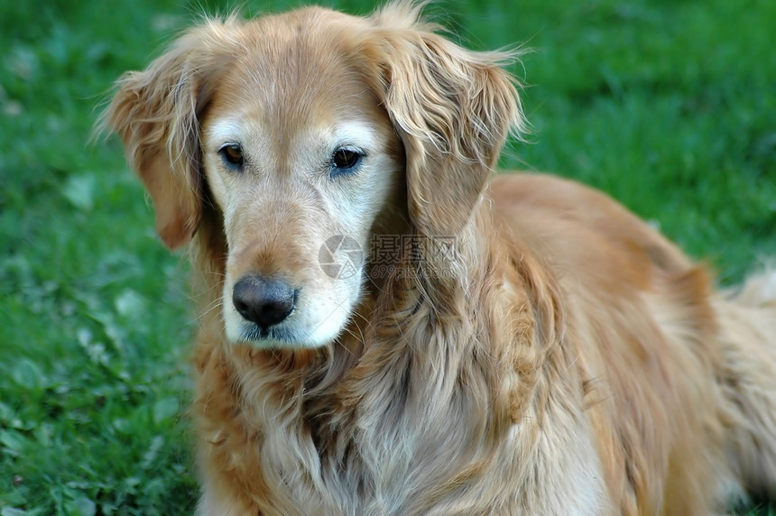 黄金寻金猎犬哺乳动物犬类宠物图片