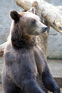 熊毛皮哺乳动物野生动物棕色力量摄影荒野背景图片