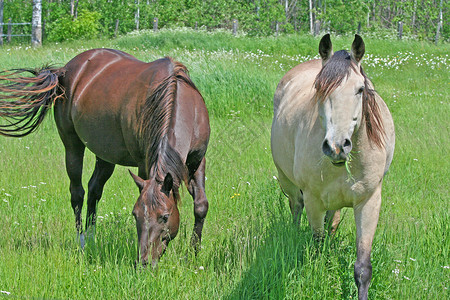 两匹马在牧场里哺乳动物晴天农村农场动物场地绿色背景图片