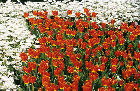 红花园和白花园园丁高清图片素材