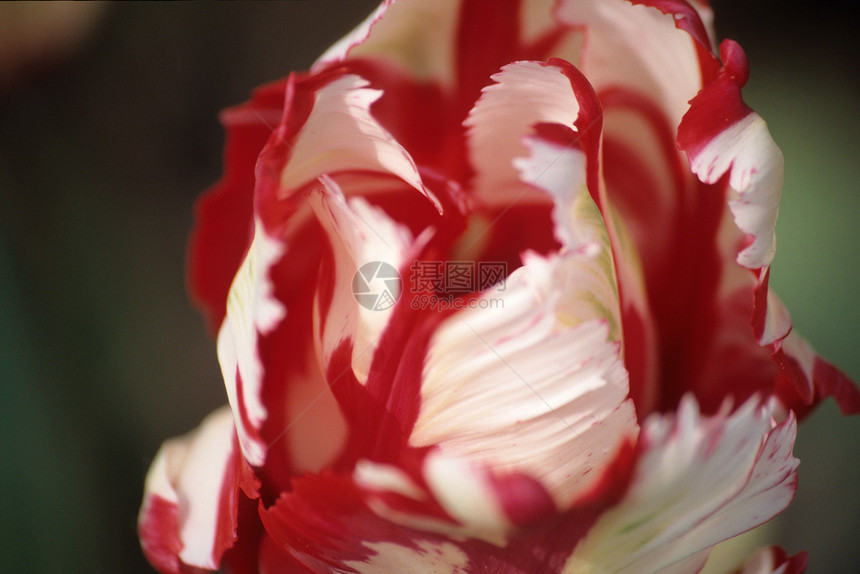 红色和白色鹦鹉郁金香植物群生长植物花园种植灯泡园艺图片