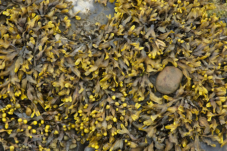 藻类海洋石头植物群背景图片