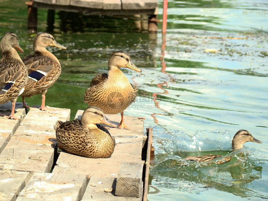 鸭子鸟类河流野生动物游泳彩虹宠物食物流感嘎嘎食品图片