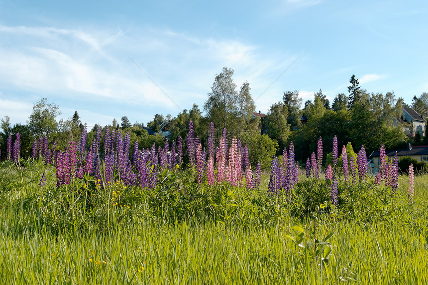 使用 Lupins 的字段花朵天空树木草地房屋乡村场地图片