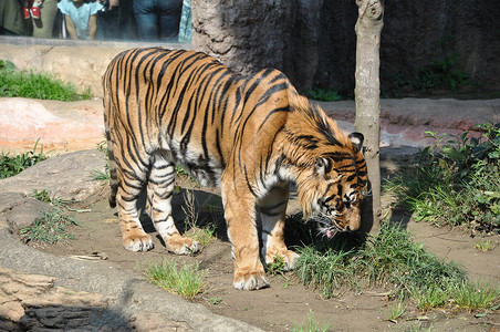 老虎虎队动物公园动物园背景图片