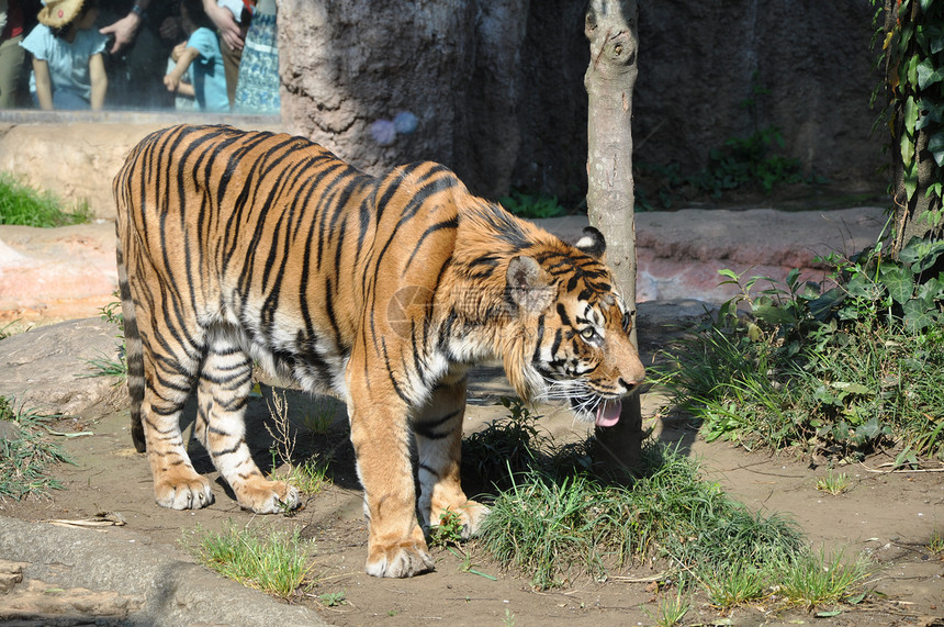 老虎动物园公园虎队动物图片