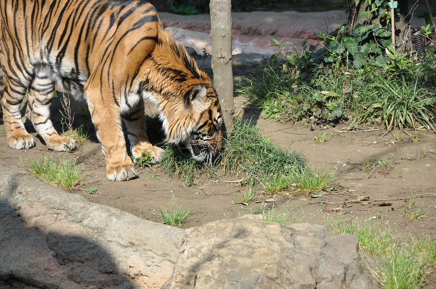 老虎动物虎队公园动物园图片