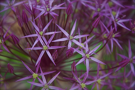 紫色洋葱花花背景图片