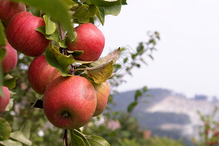 苹果树红色树叶背景图片