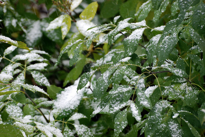 第一次降雪植被风暴寒意天气气旋运动雪花季节暴风雪叶子图片