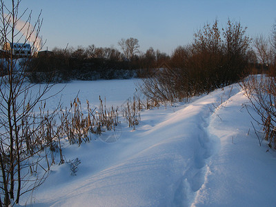 冬季树木城市村庄阴影背景图片