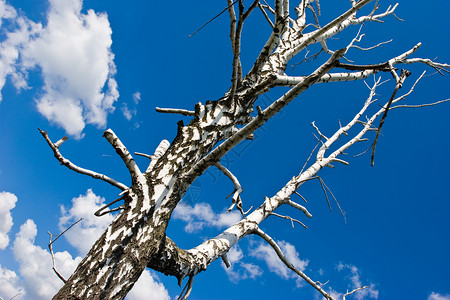 生态学公园生态桦木状况天空背景图片