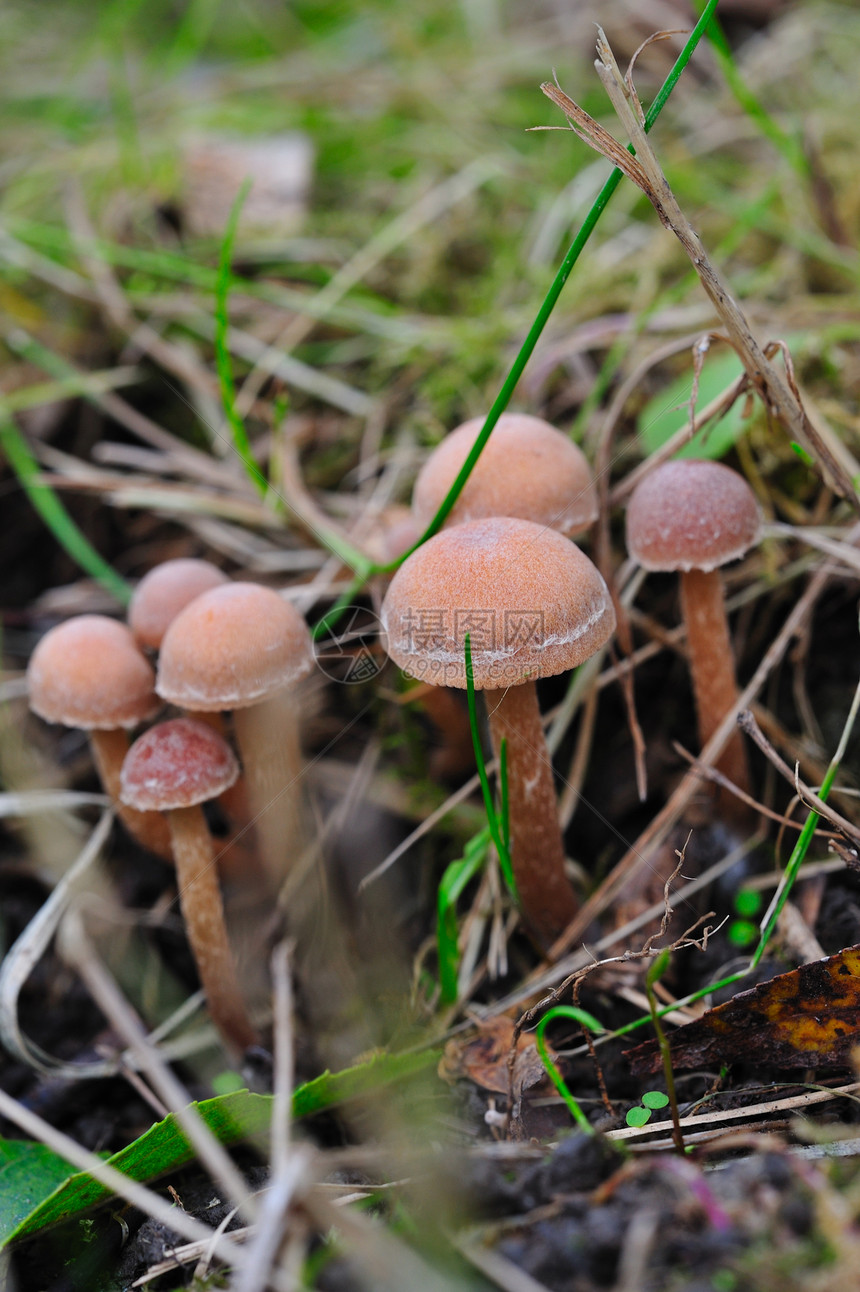 蘑菇特写森林季节棕色季节性菌类植物图片