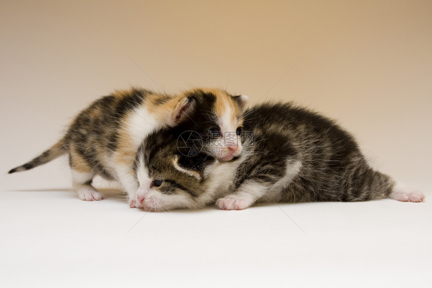 2只儿童猫表情尾巴兄弟玩具兽耳俏皮小猫宠物爪子晶须图片