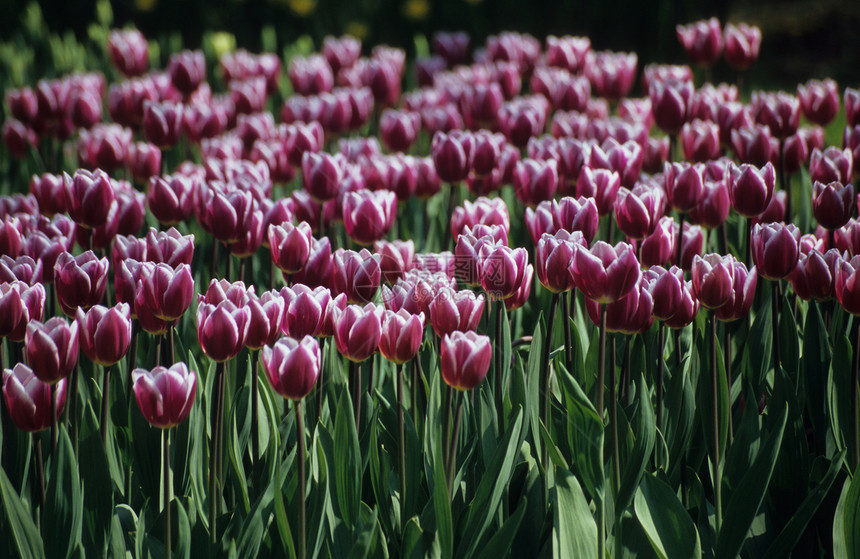 图利普花园植物群花朵种植旅行紫色美丽灯泡植物学园丁园艺图片