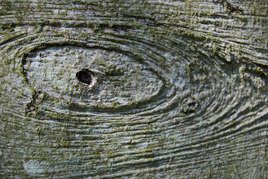 木质纹理椭圆节孔蜘蛛网灰色植物椭圆形图片