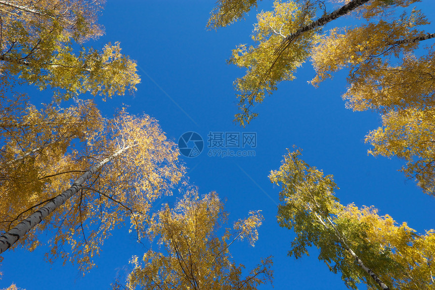 秋叶环境黄色土地树木叶子城市天空自由蓝色太阳图片