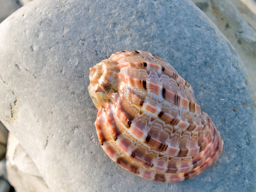石头上的贝壳海景墙纸岩石展示热带海岸线圆圈纪念品图片
