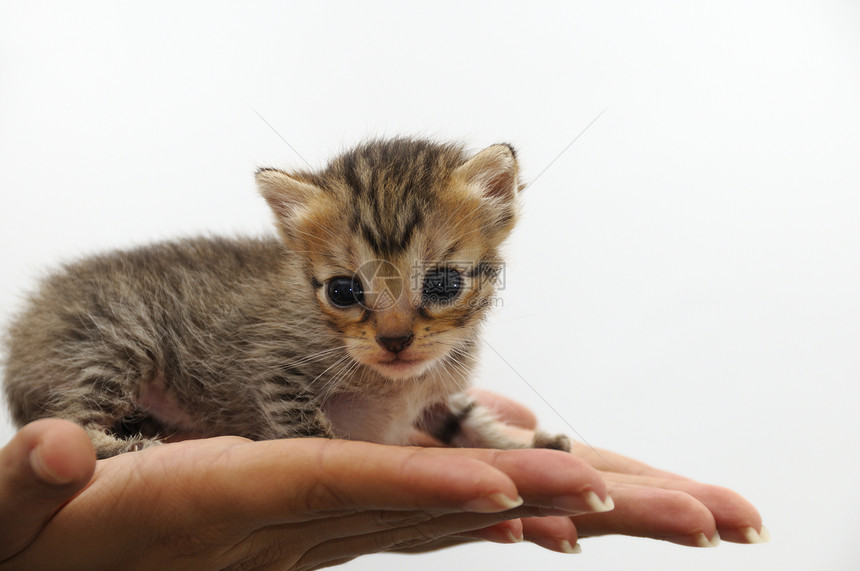 小猫-动物保护理念图片