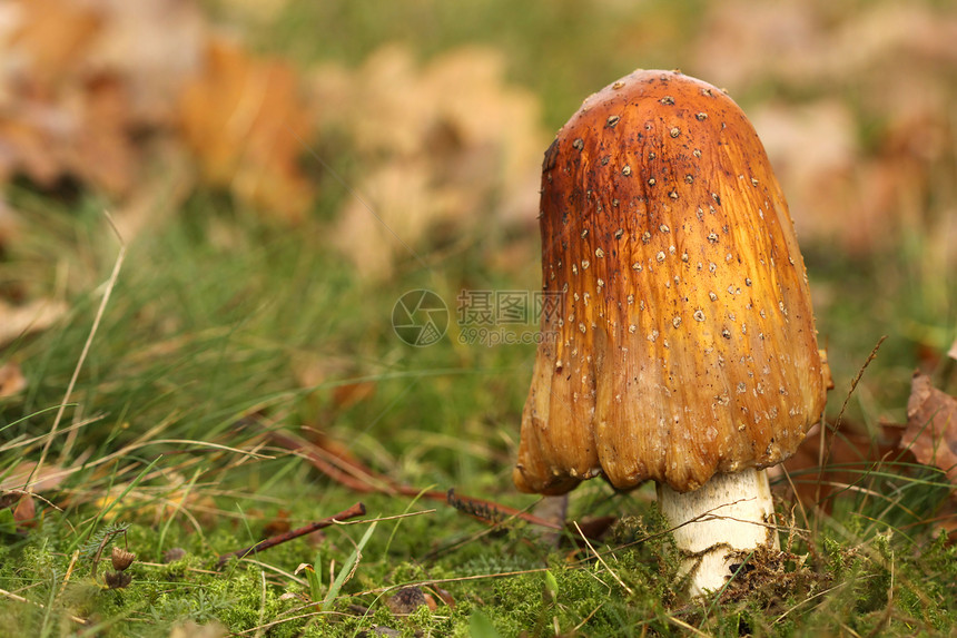 在草地上用拖脚凳或在草地上放蘑菇棕色红色绿色季节白色叶子图片