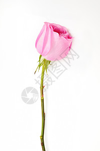 粉色玫瑰孤立背景图片